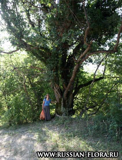 Дуб пушистый (Quercus pubescens)